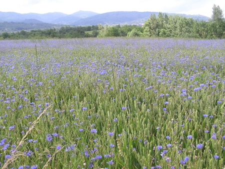 Un champ de bleuets