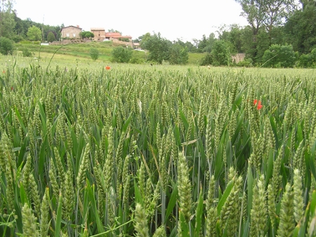 Du blé encore vert