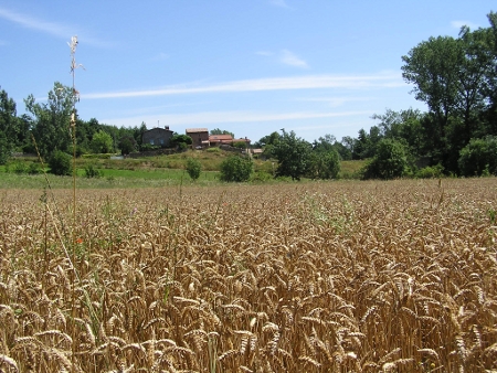 Un champ de blé