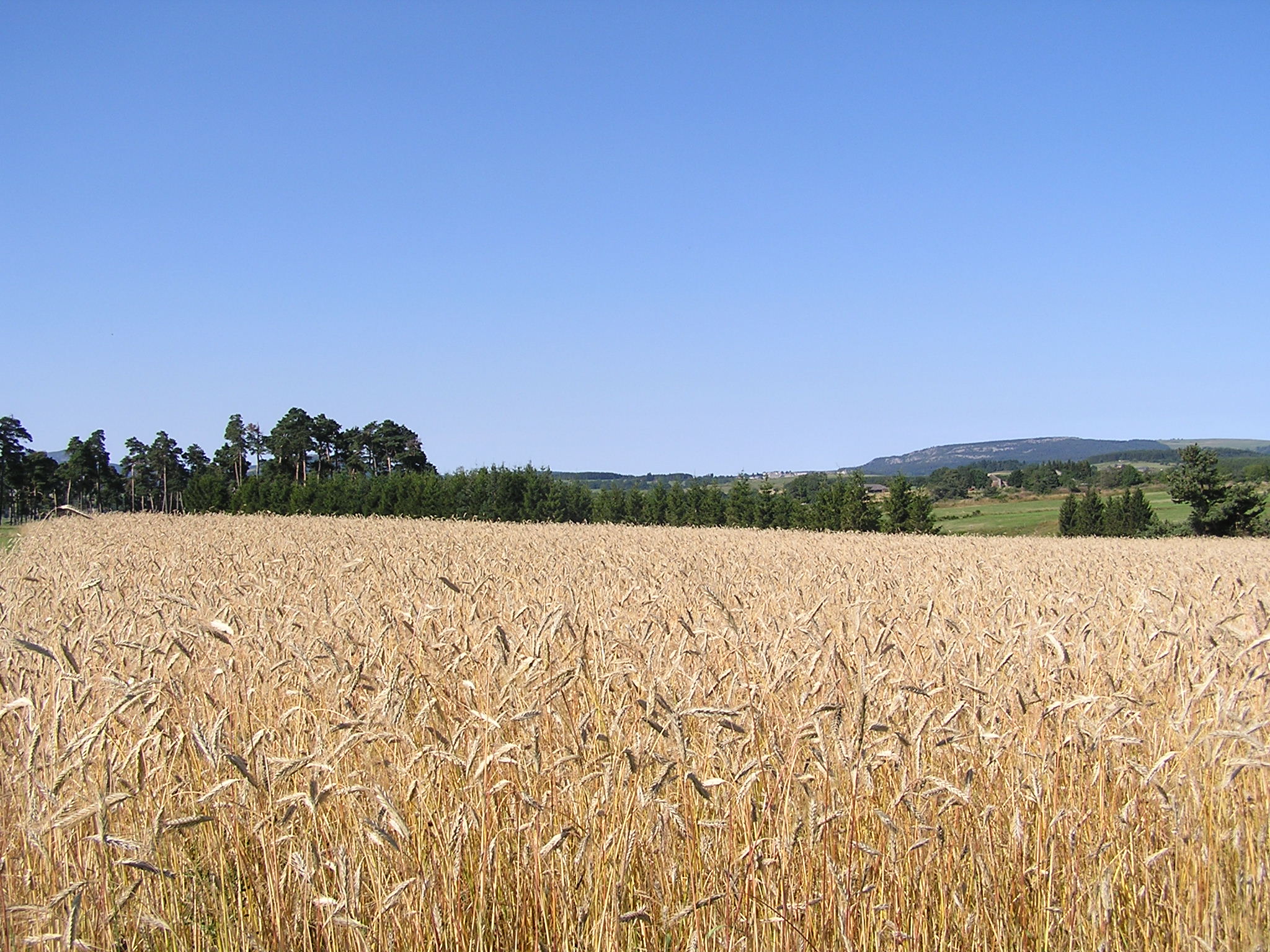 Champ de seigle